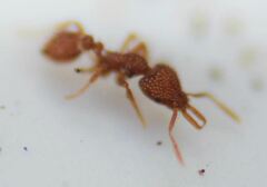 Strumigenys louisianae