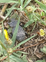 Scotobius pilularius