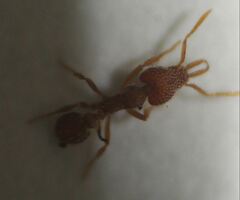 Strumigenys louisianae