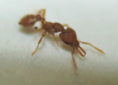 Strumigenys louisianae