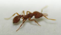 Strumigenys louisianae