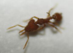 Strumigenys louisianae