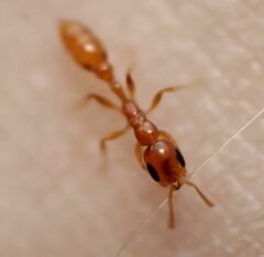 Pseudomyrmex pallidus