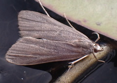 Elophila gyralis