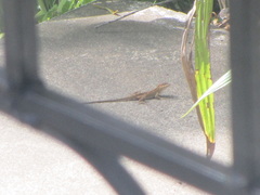 Anolis