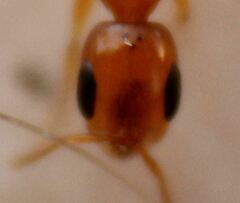 Pseudomyrmex pallidus