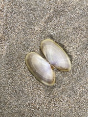 Hiatula nitida