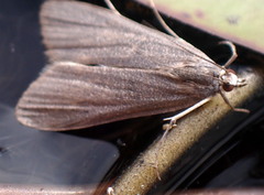 Elophila gyralis