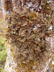 Pseudocyphellaria holarctica