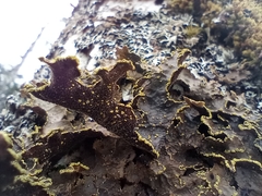 Pseudocyphellaria holarctica