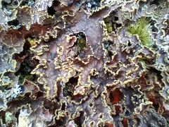 Pseudocyphellaria holarctica