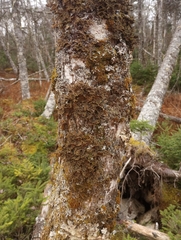 Pseudocyphellaria holarctica