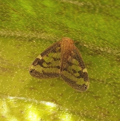 Scolypopa