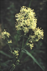 Thalictrum flavum