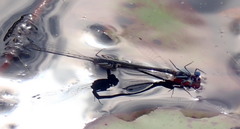 Zygoptera