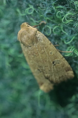 Conistra erythrocephala