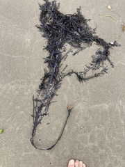 Carpophyllum maschalocarpum