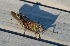 Schistocerca melanocera
