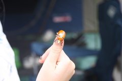 Anoplognathus montanus