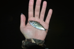 Eucinostomus