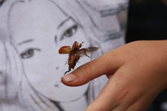 Anoplognathus montanus