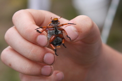 Anoplognathus montanus