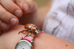 Anoplognathus montanus