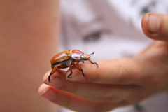 Anoplognathus montanus