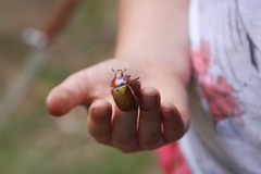 Anoplognathus montanus