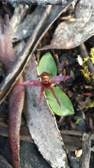 Chiloglottis