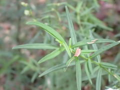 Prostanthera linearis