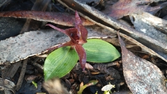 Chiloglottis