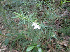 Prostanthera linearis