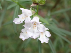Prostanthera linearis