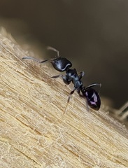 Ochetellus glaber