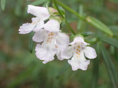 Prostanthera linearis