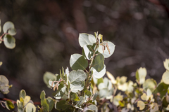 Arctostaphylos viscida mariposa