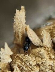 Ochetellus glaber