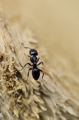 Ochetellus glaber