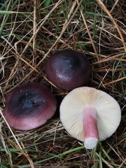 Russula queletii