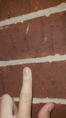 Oecanthus argentinus