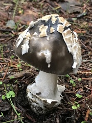 Amanita constricta