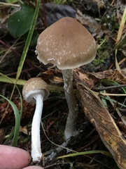 Psathyrella longistriata