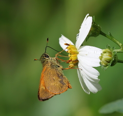 Choranthus borincona