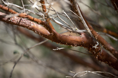 Arctostaphylos viscida mariposa