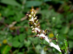 Gamochaeta americana