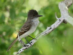 Myiarchus antillarum
