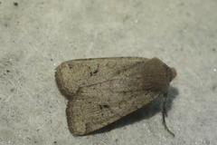 Conistra erythrocephala
