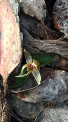 Chiloglottis