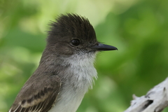 Myiarchus antillarum